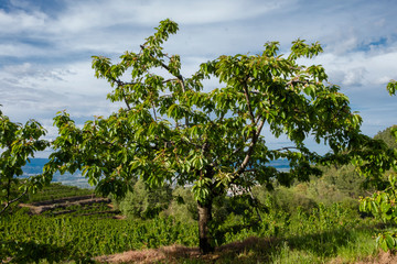 Cherry Tree with Green Cherries Fruit, Fundao, Portugal