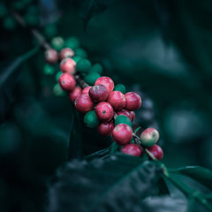 Coffee beans ripening on tree color vintage style