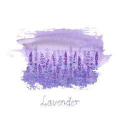 Lavender field pattern on purple stain isolated on white background. Watercolour hand drawn flowers.