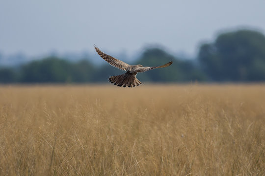 A habitat image of Common kestrel or Falco tinnunculus sitting on a beautiful perch with a green background and blue sky at tal chappar blackbuck sanctuary, India