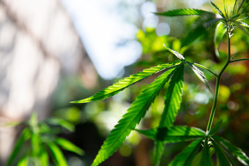 cannabis on a Black background