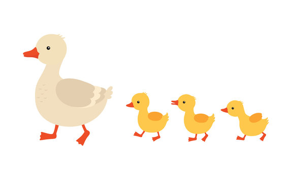Mother duck and ducklings. Cute baby ducks walking in row. Cartoon vector illustration. Duck mother animal and family duckling.