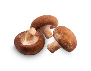 Shiitake mushroom on the White background