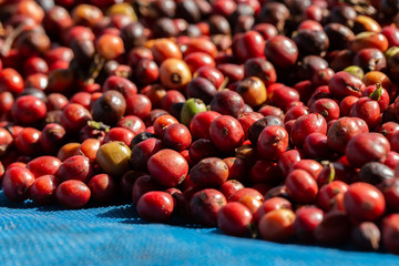 Fresh Arabica coffee berries . Organic coffee farm