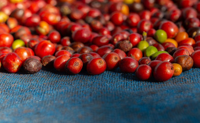 Fresh Arabica coffee berries . Organic coffee farm