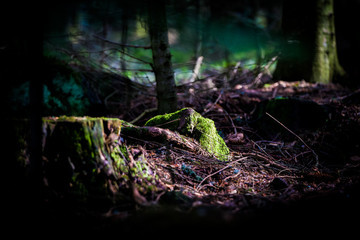 Lichtblick im Wald