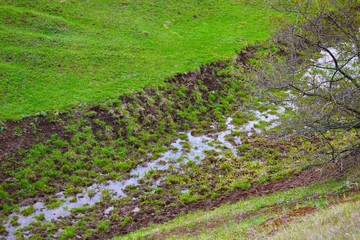 Young green grass in the meadow.Natural background.