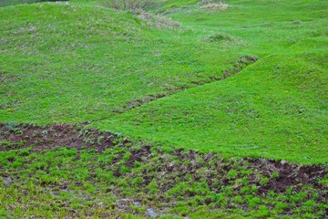 Young green grass in the meadow.Natural background.