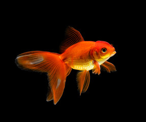 goldfish isolated on a dark black background