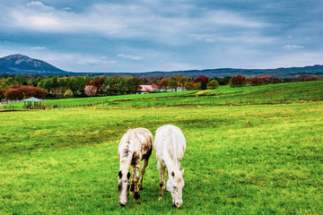 Fototapeta premium 牧場