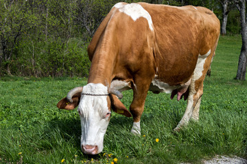 Naklejka na ściany i meble cow on a green meadow