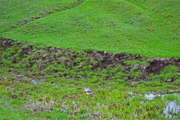 Young green grass in the meadow.Natural background.