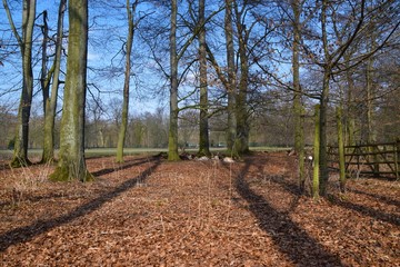 Trees forest brown yellow leaves autumn landscape