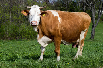 Fototapeta na wymiar cow on a green meadow