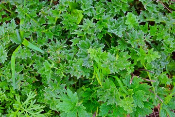 Young green grass in the meadow.Natural background.