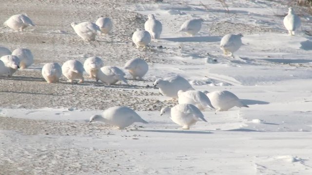 Willow Ptarmigan&nbsp;(Lagopus lagopus) running towards others on Tundra