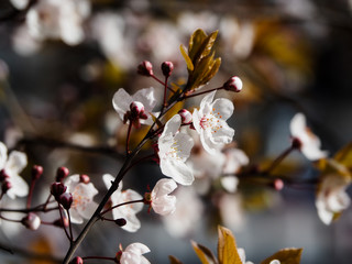 Spring flowering tree with pink flowers