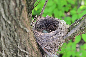 Nest on a branch in nature and green egg.