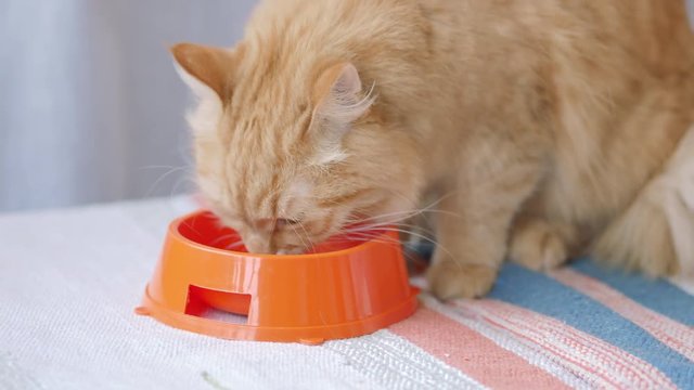 Cute ginger cat eating food from bright orange bowl. Fluffy pet at home.