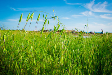 Obraz premium Plant fluctuating in the wind