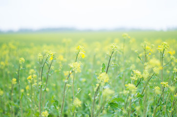 A beautiful summer meadow. Blurred yellow flowers and green grass on a meadow by the woods.