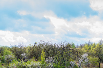 A beautiful spring background with a stormy sky, rain clouds and blooming trees. Spring in Europe. Slightly blurred.