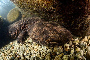 Japanese Giant Salamander in River of Gifu, Japan