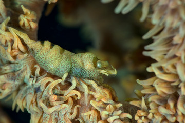 Anker’s Whip Coral Shrimp (Pontonides ankeri). Underwater macro photography from Anilao, Philippines