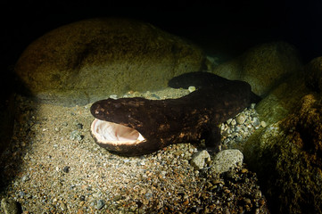 Japanese Giant Salamander Opening its Mouth in River of Gifu, Japan