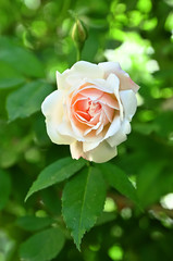 Rosa Odorata.Rose fragrant tea