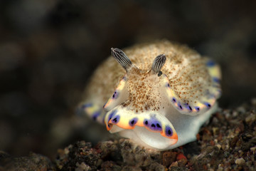 Underwater macro photography from Anilao, Philippines. Nudibranch Dermatobranchus caeruleomaculatus