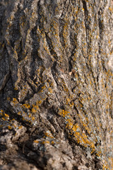 Tree bark texture
