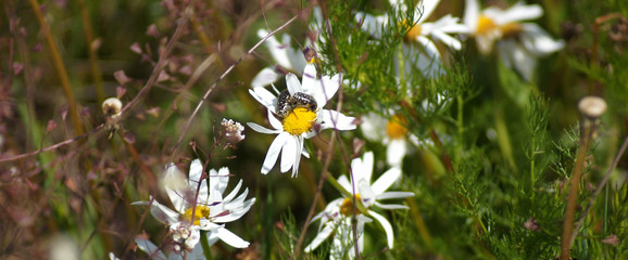 Junger Maikäfer auf Kamille Blüte Matricaria