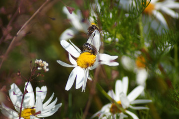 Junger Maikäfer auf Kamille Blüte Matricaria