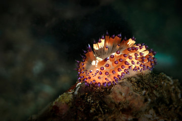 Nudibranch White-Spotted Janolus.  Underwater macro photography from Anilao, Philippines