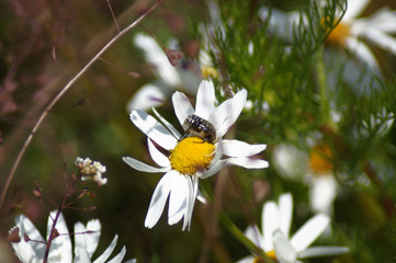 Junger Maik&auml;fer auf Kamille Bl&uuml;te Matricaria