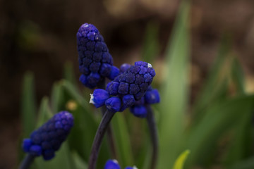 Blue Muscari in spirng garden, spring plant, wildflowers. Macro shooting. 