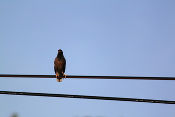bird on wire