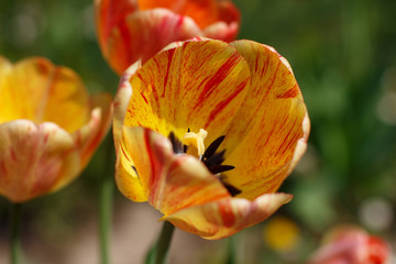 tulip in the garden