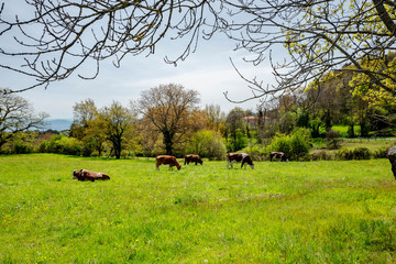 troupeau de vaches dans un pré