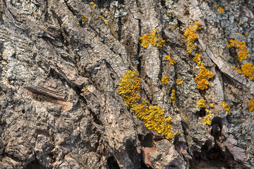 Tree Bark Texture