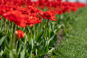 Yellow, white and red tulips growing in a flowerbed