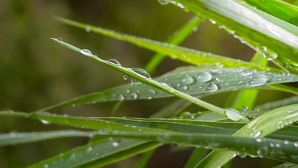 Green grass in nature with raindrops