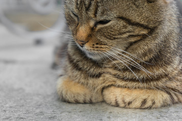 Close up view of a gray cute kitten. Pets and lifestyle concept. Cute fluffy cat on a blurred background.