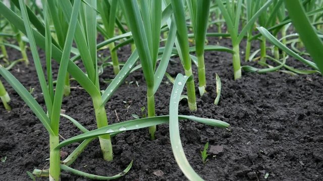 Fresh Green Sapling of Garlic in Field