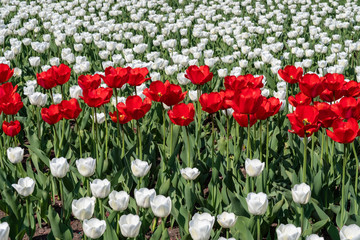 Yellow, white and red tulips growing in a flowerbed