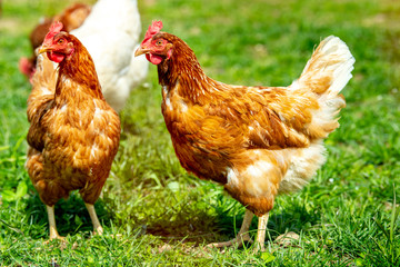 chicken living outdoors in herd