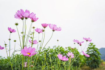 Obraz na płótnie Canvas Field of cosmos flower. flower background with pink flowers. Beautiful pink flowers.