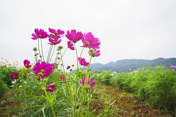 Field of cosmos flower. flower background with pink flowers. Beautiful pink flowers.