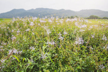 Field of flower. flower background with flowers. Beautiful flowers.